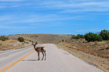 Animal and road on the way to the Grand Canyon