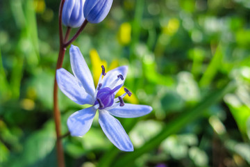 Fototapeta premium Scilla bifolia or Alpine squill or two-leaf squill bright blue bell. Close-up scilla bifolia blooming.Joyful mood when spring flowers wakes up. Flower landscape for nature wallpaper. Selective focus