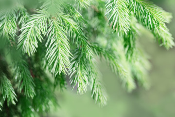 Fir tree branches close up. Natural green conifer branches of tree. Christmas wallpaper concept. Soft focus. Copy space