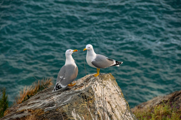 Pareja de gaviotas inician su cortejo sobre las rocas de un acantilado