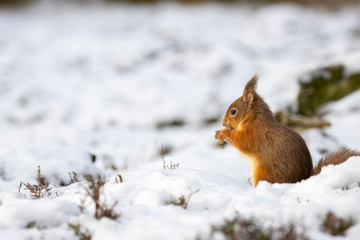 red squirrel, Sciurus vulgaris, close up portrait while surrounded by snow, looking/eating during a cold day in march in the cairngorms national park, Scotland.