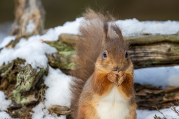 red squirrel, Sciurus vulgaris, close up portrait while surrounded by snow, looking/eating during a cold day in march in the cairngorms national park, Scotland.