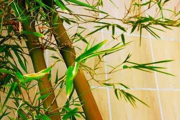 Beautiful bamboo trees beside the wall