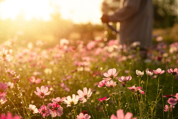 Beautiful cosmos flower field with water spring