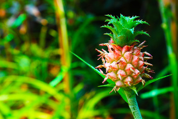 A beautiful small red pineapple shaped flower