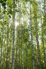 Obraz premium Birkenwald in Finnland