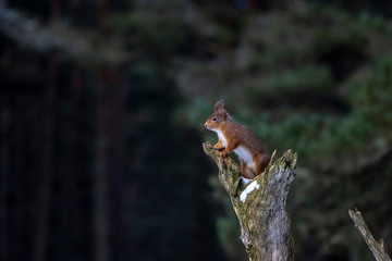 red squirrel, Sciurus vulgaris, side close portrait set against the dark pine woodland during march in the cairngorms national park, Scotland.