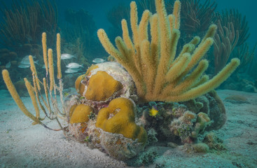 Coral Reef