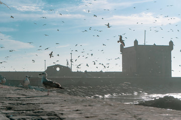 Group of flying seagulls in the port close to the castle in Essaouira, Morocoo. Leader in Foreground.