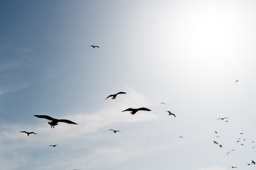 Group of flying seagulls, close to the Atlantic ocean, during hot sunny day in Essaouira, Morocco