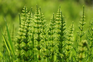 Tuber Sword Fern, Sword Fern background.
