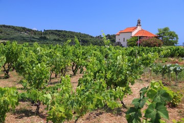 Fototapeta na wymiar Korcula vineyard in Croatia