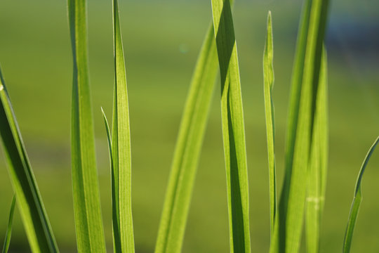 Macro of long grass blades on green background.
