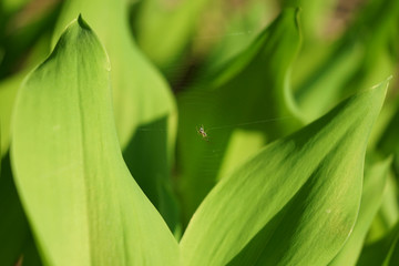 Lilies of the valley, green leaves, background.