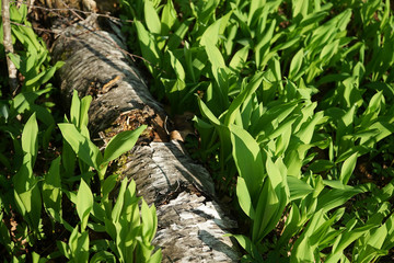 Lily of the valley in the forest.