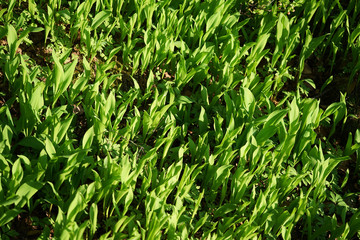 Obraz premium Lilies of the valley, green leaves, background.