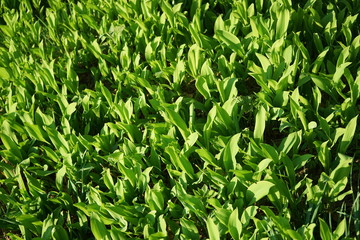 Lilies of the valley in the spring forest.