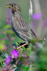 Grauammer bei der Fütterung	