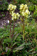 Aufsteigendes Läusekraut, Pedicularis ascendens