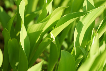 Convallaria majalis (lily of the valley) foliage background.