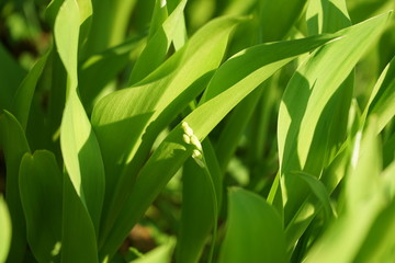 Lilies of the valley in the spring forest.
