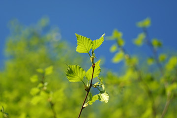 Birch branch with fresh green leaves.