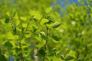 Leaves of birch on sunny spring day.
