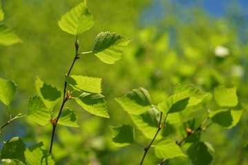 Leaves of birch on sunny spring day.