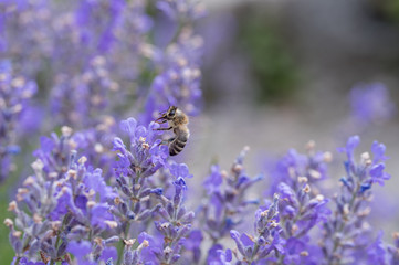 blooming lavender and honey bee