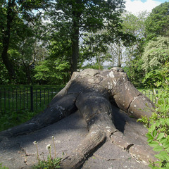 Ancient fossilized tree trunk and roots