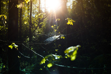 Spring deep forest with sunlight. Tree trunks and young green foliage. Back light. Walk in the european forest in hot season. Without people. Dark trees and blue sky.