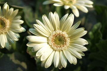 daisy on black background