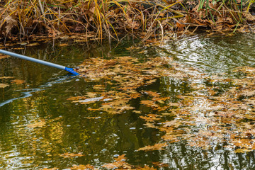 Collection of autumn leaves from surface of water. Net for collecting leaves. Red oak leaves float in water of magic pond. Landscaped garden. Autumn landscape Calm and relaxation.