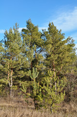 Fototapeta na wymiar Pine trees grow in nature