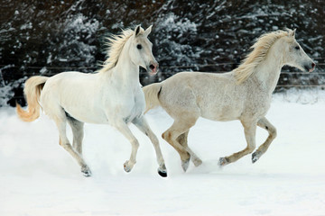 Fototapeta na wymiar Weiße Reit-Pferde laufen im Schnee, Winter