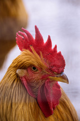 portrait of rooster