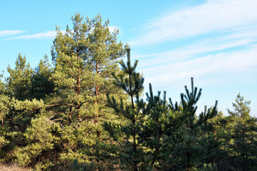 Obraz na płótnie Canvas Pine trees grow in nature
