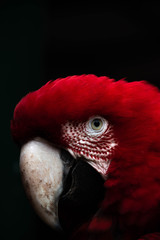portrait of a parrot