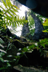 Spring deep forest with sunlight. Tree trunks and young green foliage. Back light. Walk in the european forest in hot season. Without people. Dark trees and blue sky.