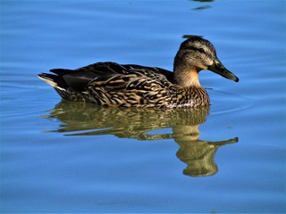 Female duck swimming in a pond