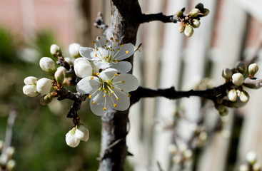 flowering blackthorn bush full sun