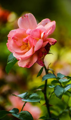 Fototapeta na wymiar pink flower