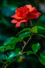 red rose in garden