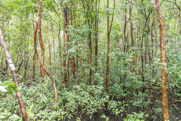 Tha Pom Khlong Song Nam mangrove forest at krabi, Krabi, Thailand. National Park.