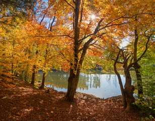 herbstlich sonnige Landschaft am Thanninger Weiher, bunter Buchenwald am Ufer