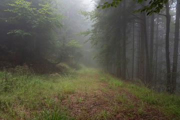 Wald im Nebel