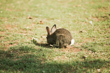 Cute little baby bunny walking on the sunny meadow eating grass, easter spring