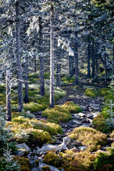 Przyroda regla górnego na szlaku górskiej wycieczki w Sudetach © Maciek