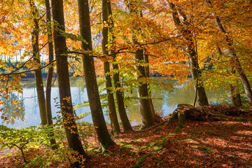 autumnal landscape Thanninger Weiher, colorful beech trees at the lake shore