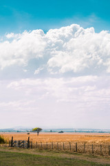 landscape with wheat field and blue sky